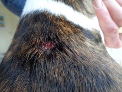 The red, inflamed lump on the Boxer's back