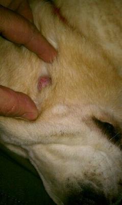Lesion on Dog Face