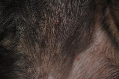 Possible Case of Puppy Pyoderma