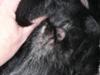 Picture Dog Vulva Black Spot