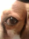 Dog's Bad Eye: View 1