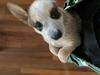 In mommas puppy pouch 