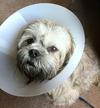 after surgery from being neutered