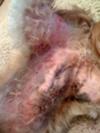 Dog Skin Rash Picture