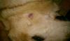 Dog Skin Lesion on Face