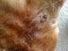 Picture Black Dog Skin Bumps - Cledus back
