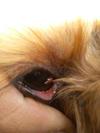 it just seems to move around..like an eye booger