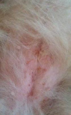 Dog Skin Allergy of Unknown Cause On Pomeranian