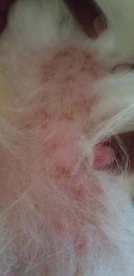 Dog Skin Allergy Like This One is Often Treated Before a Specific Diagnosis is Reached