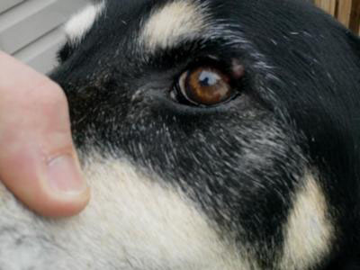 Dog Eyelid Tumor or other Type of Mass