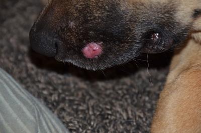 Red Welt on Dog Nose after Treatment with Neosporin