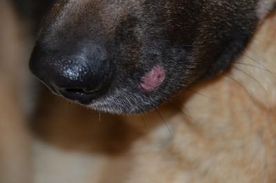 Red Bump on Dog Nose