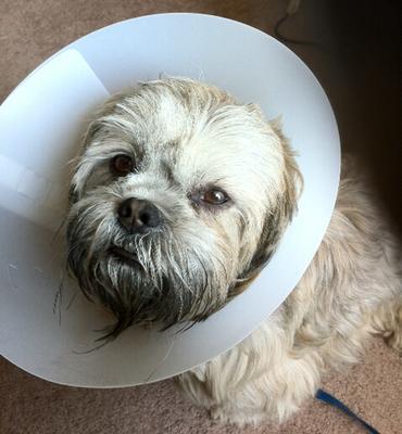 after surgery from being neutered