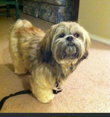 with his cherry eye