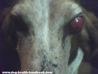 Dog Eye Tumor or Mass in Basset Hound