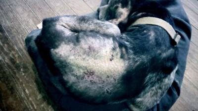 Dog Hair Loss with Skin Itch and Scabs