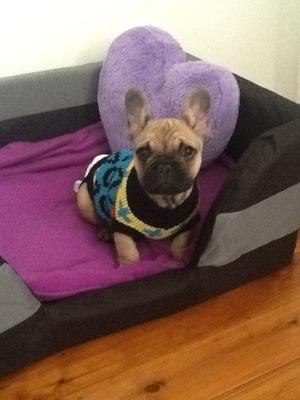 Fonzie the Frenchie
