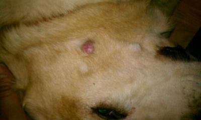 Dog Skin Lesion on Face