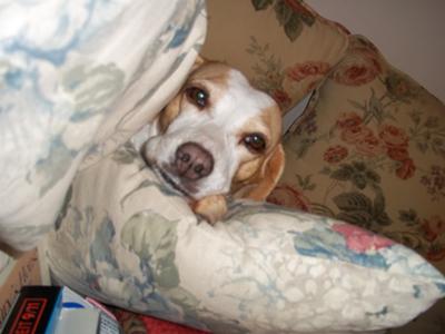 She loves beds and pillows!