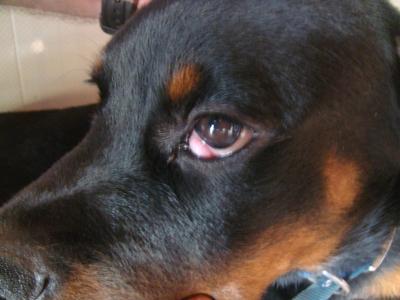 Picture Suspected Dog Cherry Eye