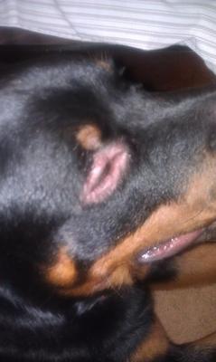 Duke's eye