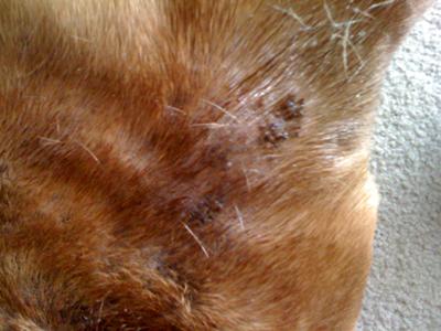 Picture Black Dog Skin Bumps - Cledus back