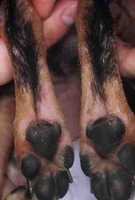 Dog Skin Rash on Canine Legs Caused by Atopic Dermatitis (Environmental Allergy)<br><small>Source: Washington State University</small>