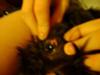 Canine Eye Cyst, Tumor or Abscess