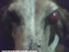 Dog Eye Tumor or Mass in Basset Hound