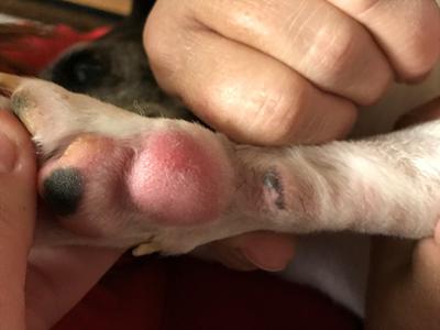 Dog Mast Cell Tumor